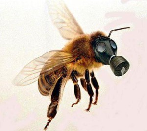 Bees-addiction-on-neonicotinoid-like-humans-on-nicotine