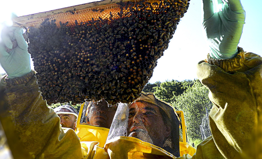 apicoltore-piano