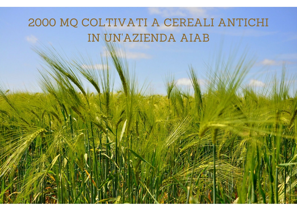 2000mq coltivati a cereali antichi in un azienda AIAB