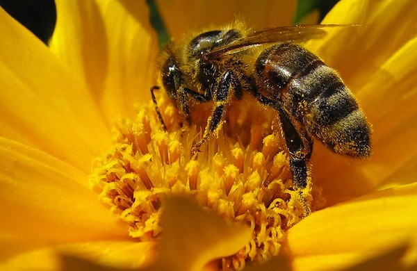 La tutela a tempo delle api e dell’umanità