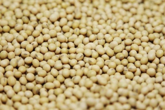 A bushel of soybeans are shown on display in the Monsanto research facility in Creve Coeur, Missouri, July 28, 2014. REUTERS/Tom Gannam