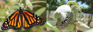 farfalla-monarca-bruco