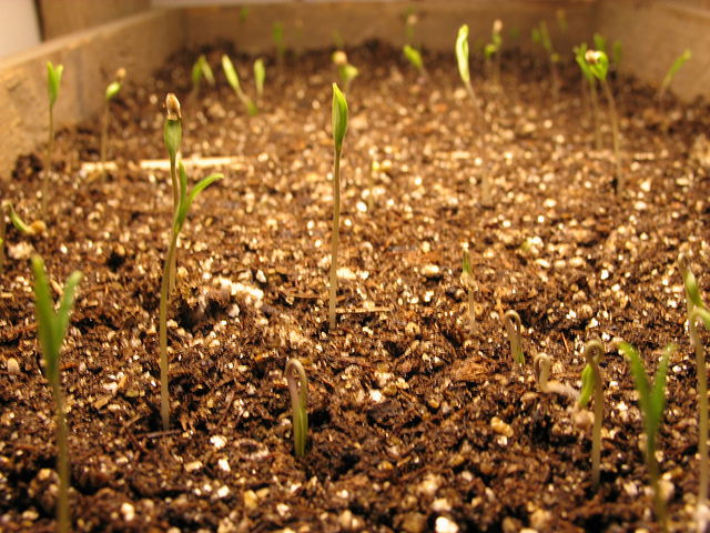 Come far germogliare i semi in serra velocemente e bene