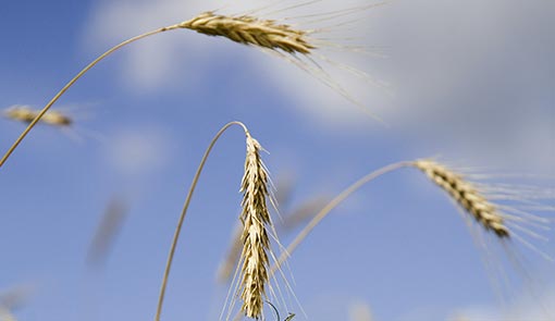 Sostenibilità del grano bio: il software BioDurum_MCA si presenta