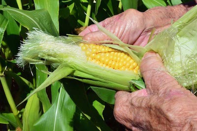 Quello che non si dice a proposito degli OGM