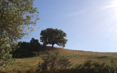 In Molise arrivano i bio-distretti