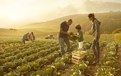 Agricoltura e Politica: la grande occasione mancata