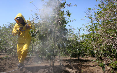 Xylella: “Aspettiamo risposte dalla Regione che per ora tace. Chi ha già acquistato i prodotti per trattare non deve usarli”.