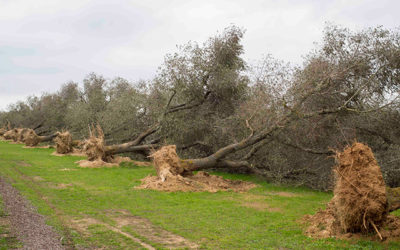 AIAB su Xylella e obbligo di pesticidi: “Grave attentato all’agricoltura bio e serie ripercussioni economiche e ambientali