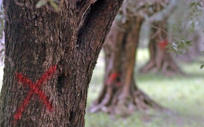 Xylella: Aperto un conto per finanziare sostegno ai piccoli produttori