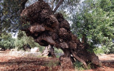 Decreto Xylella, il mondo del biologico chiede un incontro col ministro Centinaio per modifiche al testo