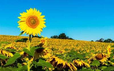 Sana: filiera italiana del girasole bio possibile risposta al cambiamento climatico.