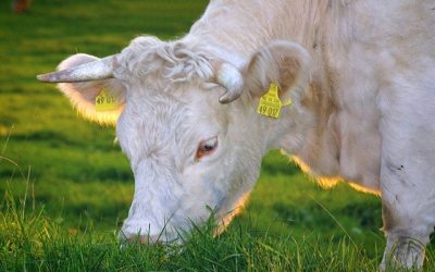 Organic Farm knowledge, le novità.