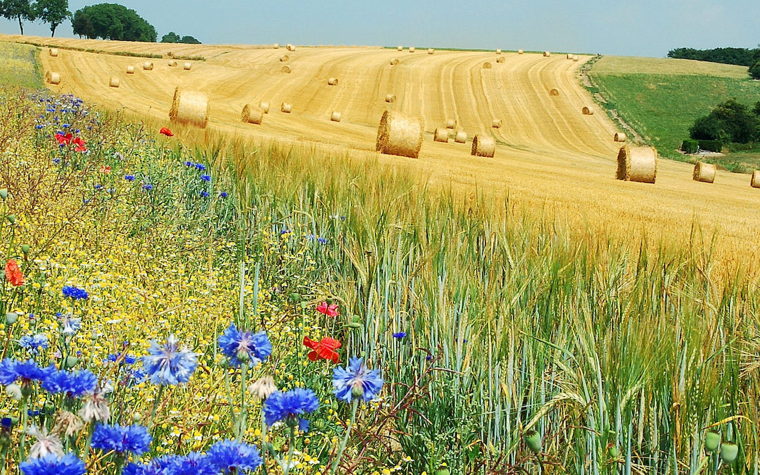 Il mondo del bio scrive a Draghi: “investire sul biologico per la transizione ecologica del sistema agroalimentare italiano”