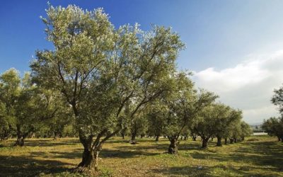 Xylella: AIAB Puglia alla regione: “non abbattiamo gli ulivi”. E intanto apre un conto per i piccoli produttori