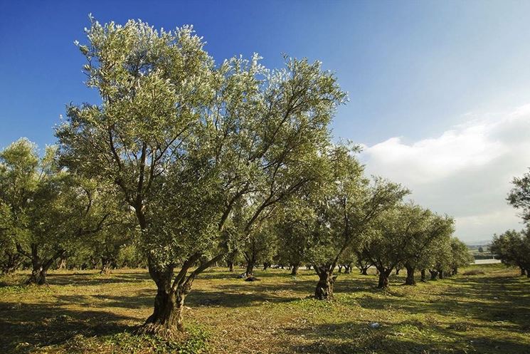 Xylella: AIAB Puglia alla regione: “non abbattiamo gli ulivi”. E intanto apre un conto per i piccoli produttori