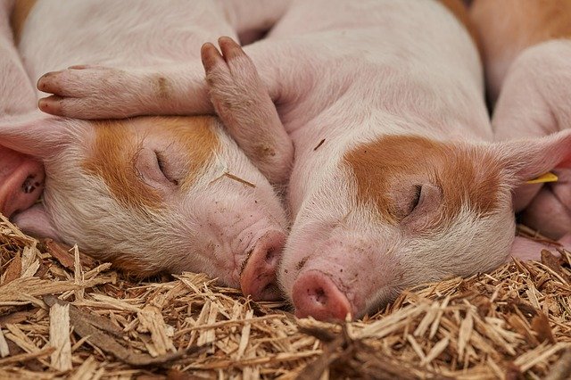 AIAB e FederBio:  “Attenzione al  benessere animale negli allevamenti. L’Italia nel PSN deve sostenere una zootecnia bio”