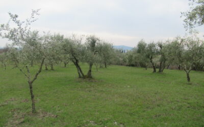 Sustainolive App: il nuovo strumento digitale per la sostenibilità negli oliveti