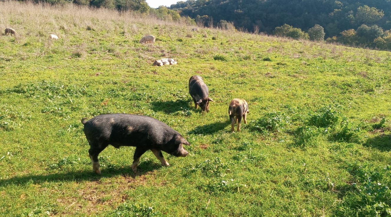 CARNE FRESCA DAI NOSTRI ALLEVAMENTI Archivi 