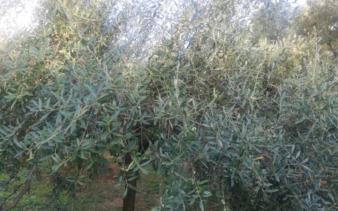 Sustainolive: risposta agli stress ambientali nelle coltivazioni di olivo. Il webinar di giugno 2023