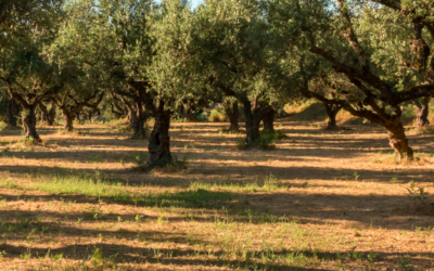Sustainolive: concluso il progetto sulla sostenibilità dell’olivicoltura nel Mediterraneo